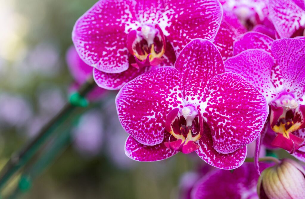 Rare orchid flowers